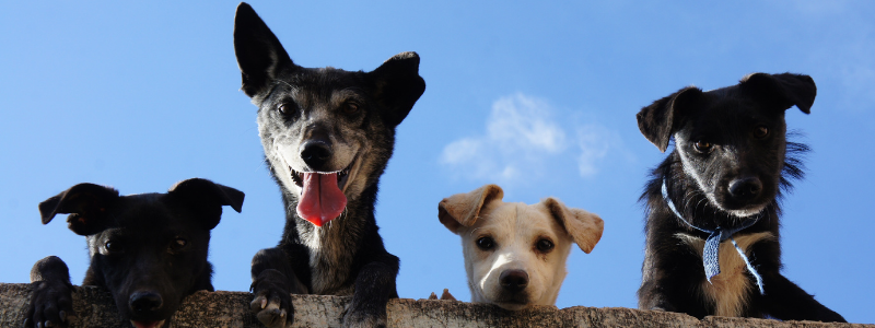A group of dogs